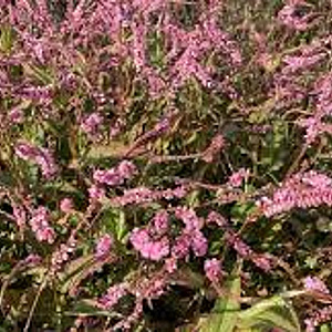 Persicaria a. 'Pink Elephant' GM P9 BIO