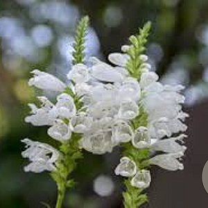 Physostegia v. 'Alba' GM P9 BIO
