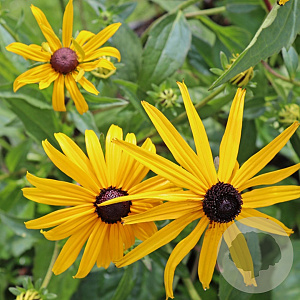 Rudbeckia f. 'City Garden' GM P9 BIO