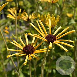 Rudbeckia subt. 'Little Henry' GM P9 BIO