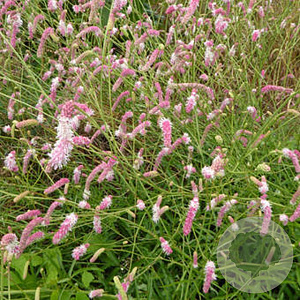 Sanguisorba h. 'Pink Brushes' GM P9 BIO
