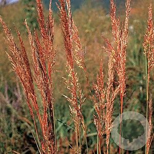 Sorghastrum n. 'Indian Steel' GM P9 BIO
