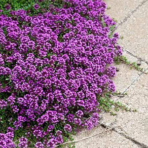 Thymus praecox 'Purple Beauty' GM P9 BIO