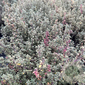 Thymus v. 'Silver Posie' GM P9 BIO