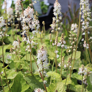 Tiarella wherryi GM P9 BIO