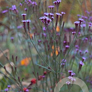 Verbena macdougalii 'Lavender spires' GM P9 BIO