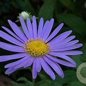 Aster frikartii 'Wunder von Stäfa' GM P9 BIO