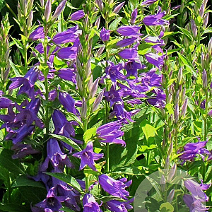 Campanula latifolia macrantha GM P9 BIO