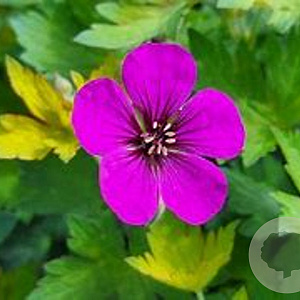 Geranium 'Anne Thomson' GM P9 BIO