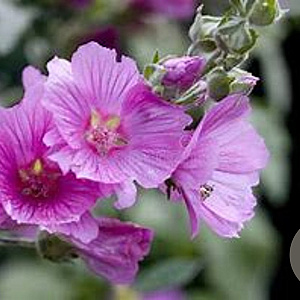 Lavatera 'Rosea' GM P9 BIO