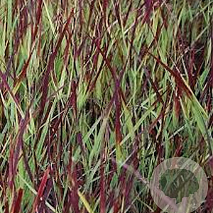 Panicum virgatum 'Külsenmoor' GM P9 BIO