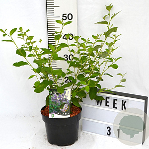 Ceanothus del. 'Gloire de Versaille 40-60 cm 3,0L