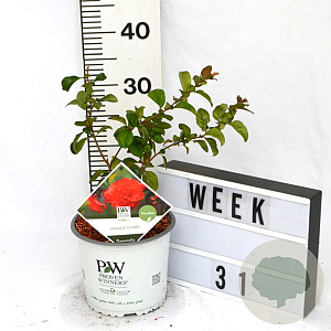 Chaenomeles spec. 'Orange Storm' 40-60 cm 3,0L