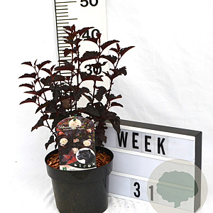 Physocarpus opulif. Panther 40-60 cm 3,0L