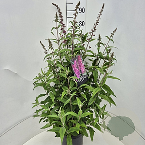 Buddleja d. 'Pink Delight' 80-100 cm 10L