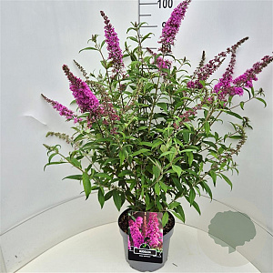 Buddleja d. 'Pink Delight' 80-100 cm 10L
