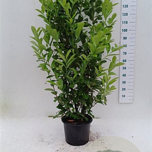Prunus I. 'Rotundifolia' 150-175 cm 20L