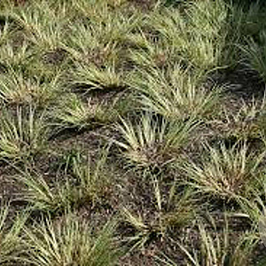 Acorus gramineus 'Argenteostriatus' GM P9