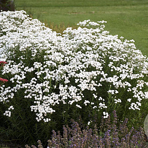 Achillea ptar. 'Peter Cottontail' GM P9