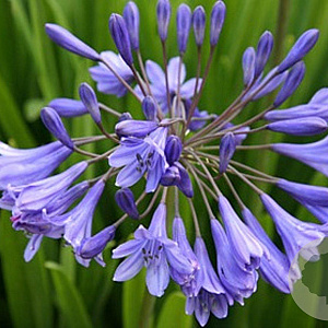Agapanthus africanus GM P9