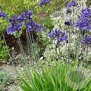 Agapanthus africanus GM P9