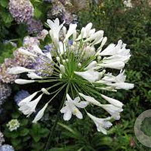 Agapanthus 'Arctic Star' GM P9