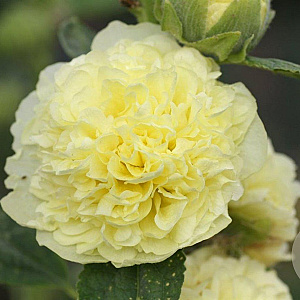 Alcea r. 'Charters Gelb' GM P9