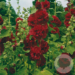 Alcea r. 'Charters Rot' GM P9