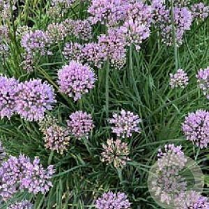 Allium senescens 'Lisa Blue' GM P9