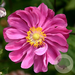 Anemone hyb. 'Margarete' GM P9