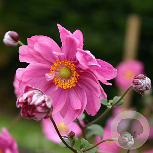 Anemone hyb. 'Margarete' GM P9
