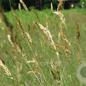 Anthoxanthum odoratum GM P9