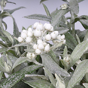 Anaphalis tripl. 'Silberregen' GM P9