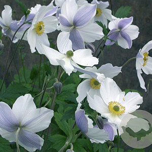 Anemone Wild Swan GM P9
