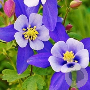 Aquilegia 'Blue Star' GM P9