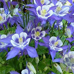 Aquilegia 'Blue Star' GM P9