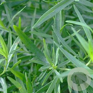 Artemisia dracunculus 'Senior' GM P9