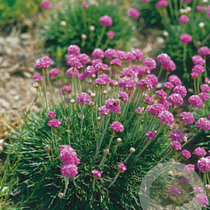 Armeria mar. 'Splendens' GM P9