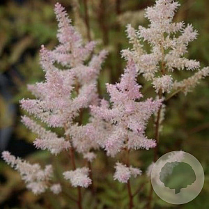 Astilbe (A) 'Bumalda' GM P9