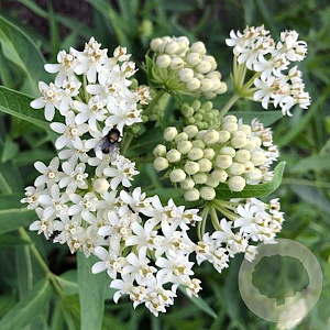 Asclepias inc. 'Ice Ballet' GM P9