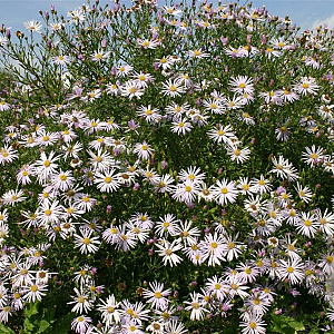 Aster pyrenaeus 'Lutetia' GM P9
