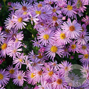 Aster (D) 'Rozika' GM P9