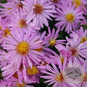 Aster (D) 'Rozika' GM P9