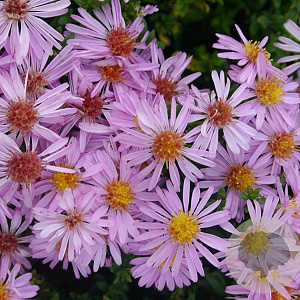 Aster (D) 'Rozika' GM P9