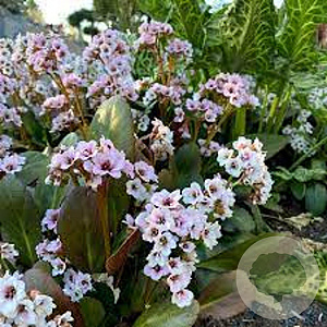 Bergenia 'Angel Kiss' GM P9