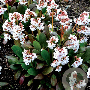 Bergenia 'Angel Kiss' GM P9