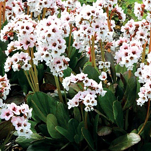 Bergenia 'Angel Kiss' GM P9