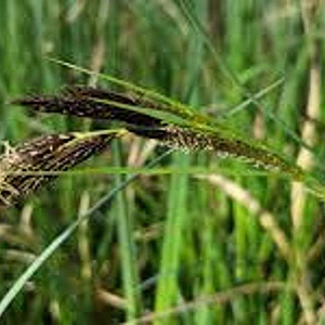 Carex acuta GM P9