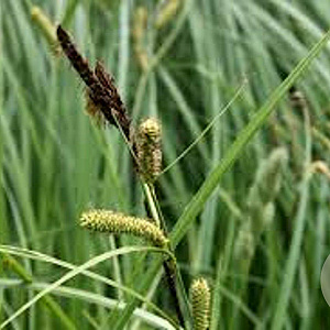 Carex acuta GM P9