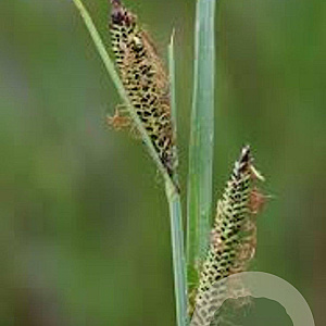 Carex acuta GM P9